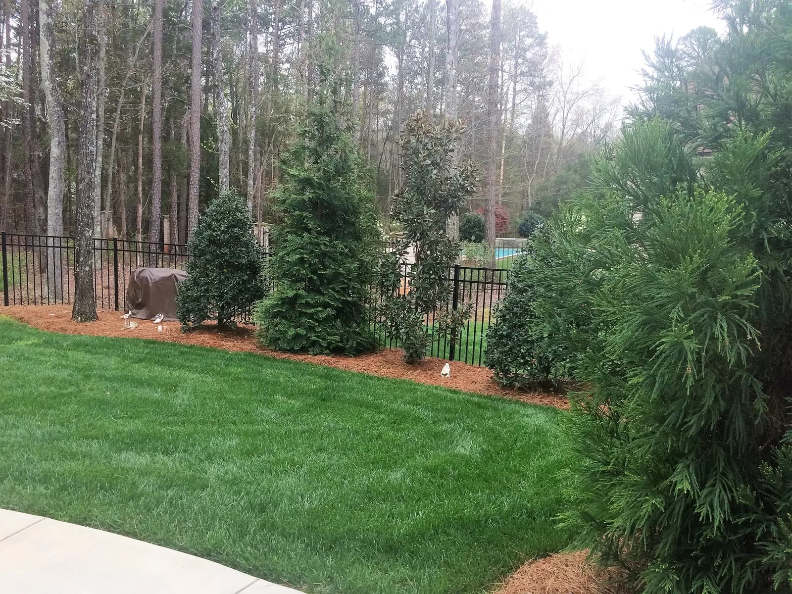 Landscape planting with fencing near Charlotte, NC built by Aqua Pools & Outdoor Living