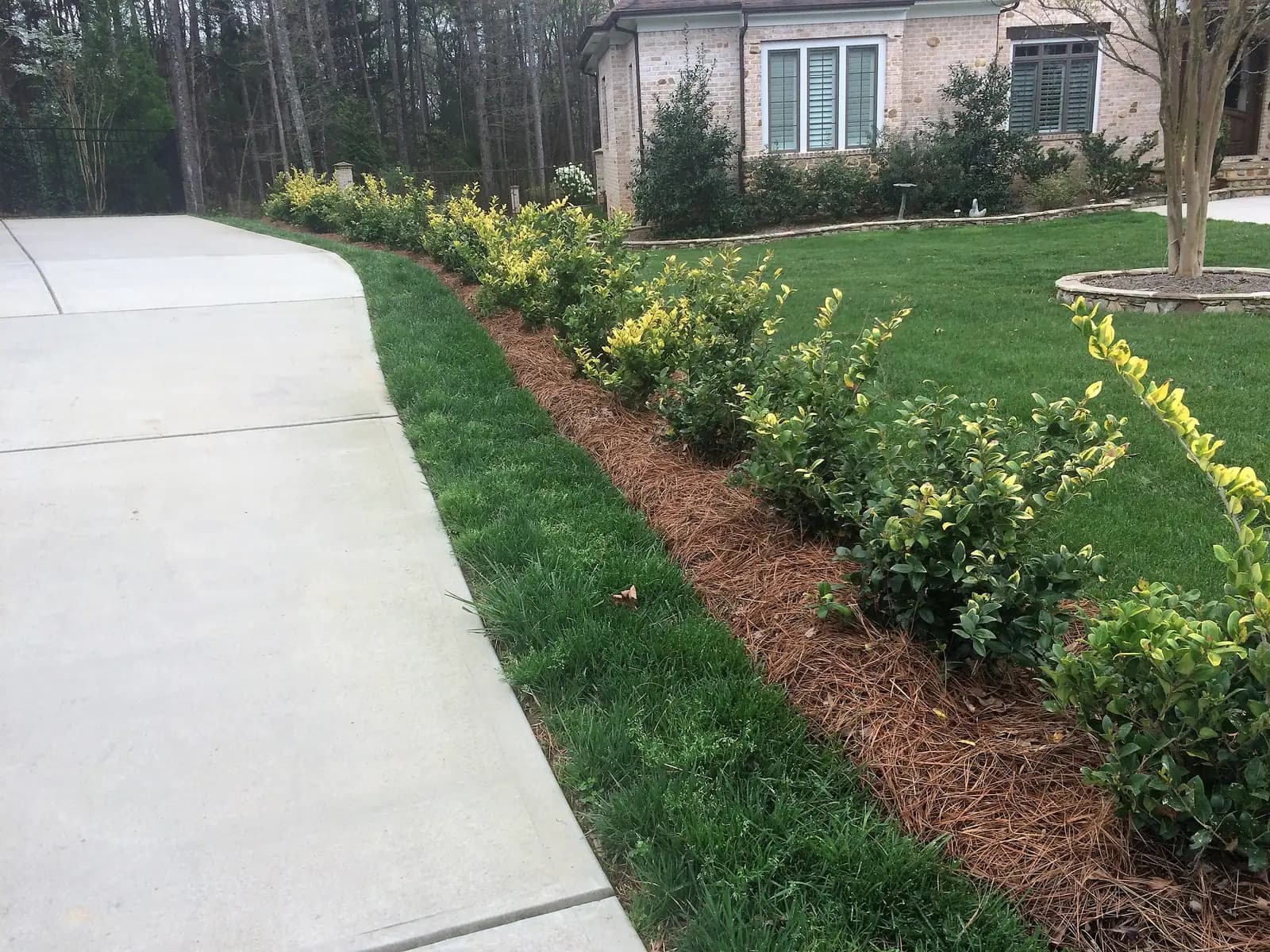 Landscape planting 08 near Charlotte, NC, view 2